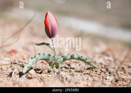 Wilde rote Tulpenblüte im Frühling, Kasachstan. Steppenerde. Stockfoto