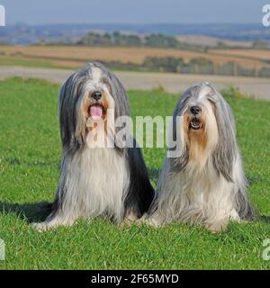 Zwei bärtige Collie-Hunde Stockfoto