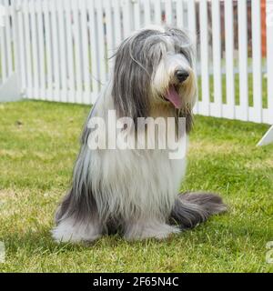 Bärtiger Collie-Hund Stockfoto