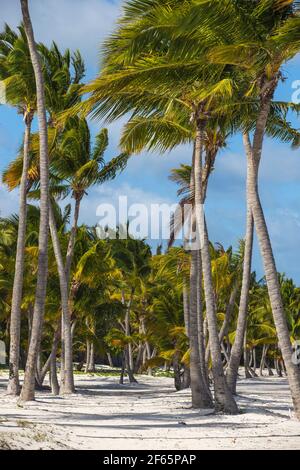 Dominikanische Republik, Punta Cana, Punta Cana Strand Stockfoto