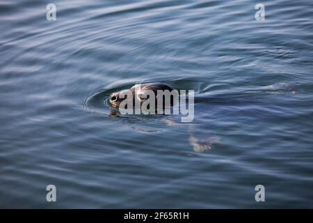 Graurobbe in wilder Natur. Schwimmen in der Ostsee, Estland, Insel Saaremaa, Harilaid Naturschutzgebiet. 'Halichoerus grypus (macrorhynchus) Hornschush et Stockfoto