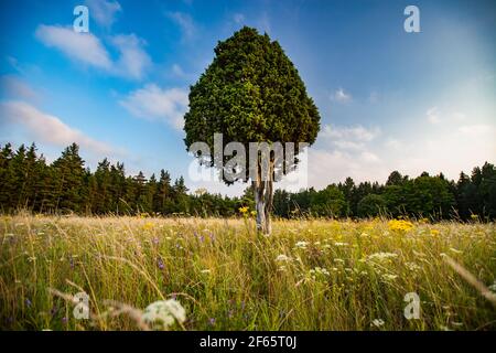 Einsamer Wacholderbaum auf Wiese mit gelbem Gras und weißen und gelben Blüten. Blauer Himmel mit weißen Wolken. Stockfoto