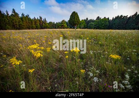 Einsamer Wacholderbaum auf der Wiese mit Gras und Blumen Stockfoto