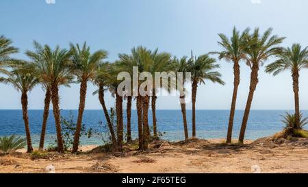 Palmen am exotischen Strand im Roten Meer Stockfoto