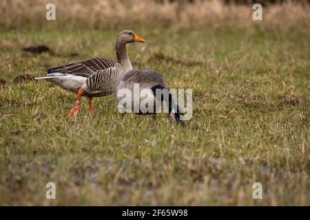 Graugans, die durch eine nasse Wiese an einem kleinen Teich namens Mönchbruchweiher im Naturschutzgebiet Mönchbruch bei Frankfurt in Hessen geht. Stockfoto