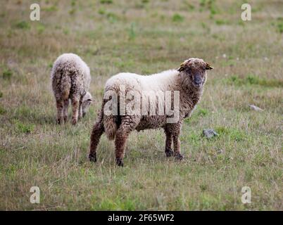 Zwei Langschwanz und Langwolle Schafe auf dem Feld. Estonian ländlichen Blick. Stockfoto