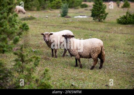 Zwei graue langwollige Schafe (Lämmer) auf grünem Grasfeld mit Wacholderbäumen. Stockfoto