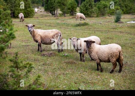 Schnitt-Haar Langschwanz Schafe auf dem Feld. Estonian ländlichen Blick. Stockfoto