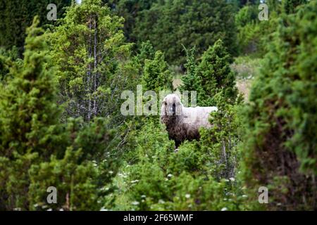 Grau behaarte langwollige Schafe (Lamm) in grünem Wacholderstrauch (Wacholder shaw). Stockfoto