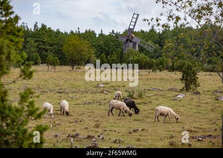 Schnitt-Haar Langschwanz Schafe auf dem Feld. Windmühle auf dem Hintergrund. Estnische ländliche Landschaft. Stockfoto