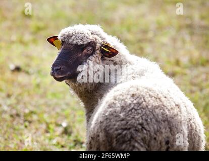 Grau behaarte langwollige Schafe (Lamm) auf gelbem Gras Hintergrund. Stockfoto