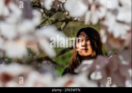 London, Großbritannien. März 2021, 30th. Frühlingssonne in Kew Gardens mit der Magnolia Blossom Out. Kredit: Guy Bell/Alamy Live Nachrichten