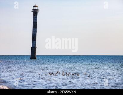 Verlassene schräge (kippen) Leuchtturm Kiipsaare Tuletorn an der Ostsee. Einige Seesandpiper Vögel und Meerwasser im Vordergrund. Estland. Saaremaa i. Stockfoto