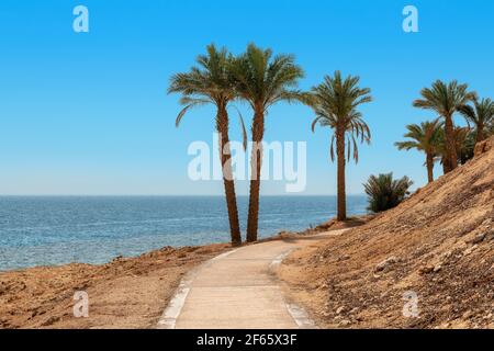 Palmen an der Promenade am tropischen Strand im Roten Meer Stockfoto