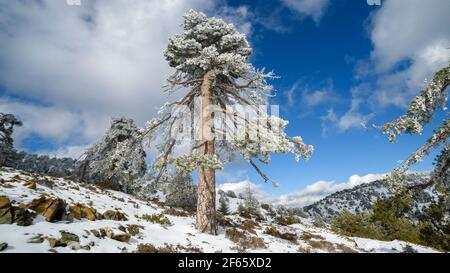 Monumentale schwarze Kiefer auf dem Gipfel des Olympus, Troodos Berge, Zypern im Winter Stockfoto