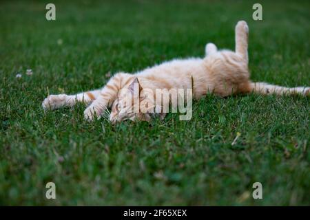 Junge Ingwer (rot) Katze Couch auf grün geschnitten Feld von Gras. Stockfoto
