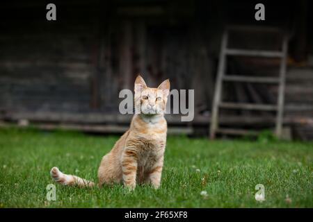 Junge Ingwer (rot) Katze Couch auf grün geschnitten Feld von Gras. Holzhaus und Treppe im Hintergrund. Landleben. Stockfoto