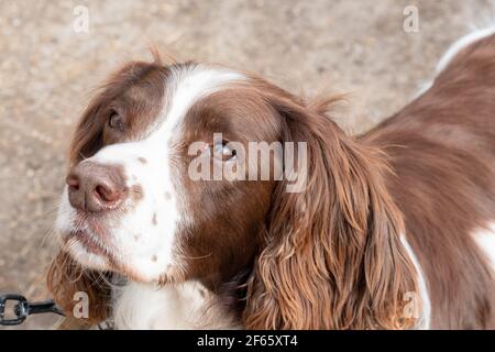 Portraitansicht eines Senior Springer Spaniel. Ich sah seinen Besitzer an, während er für seine sanfte Übung ansah. Stockfoto