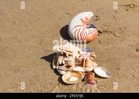 Gruppe von bunten Muscheln auf Sand am abgelegenen Strand von Palawan Philippinen genommen. Asiatische Muscheln. Stockfoto