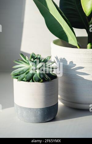 Saftig in Keramikgefäßen. Topfkaktus Haus Pflanzen auf der Fensterbank. Harte Morgensonne - Bild Stockfoto