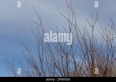 Im frühen Frühjahr blühten weiße flauschige Knospen auf der Weide Verzweigungen Stockfoto