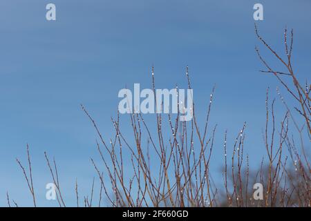 Gegen den blauen Himmel Weidenzweige mit weißen Knospen Stockfoto