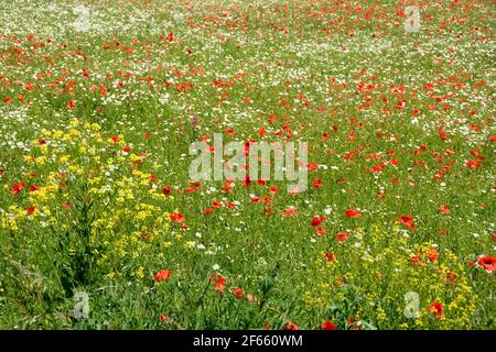 Viele rote Mohnblumen (Papaver rhoeas) Und weiße Gänseblümchen auf einer großen grünen Wiese Stockfoto