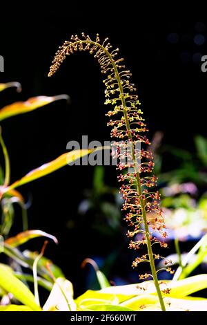 Die rot-gelbe Blütenspitze von Nepenthes rafflesiana, Raffles' Krug-Pflanze aus dem tropischen Südostasien (Borneo, Sumatra und Malaysia) Stockfoto