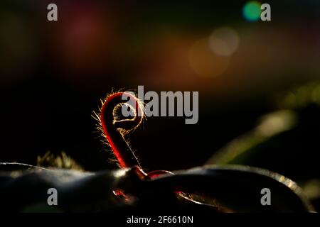 Fleischfressende Pflanze im Moor (natürliche Umgebung). Drosera anglica - englischer Sonnentau oder großer Sonnentau. Stockfoto