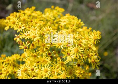 Gelbe Blüten wachsen in der Grafschaft Durham - jacobaea vulgaris aka common Ragwürze, stinkende willie, tansige Ragwürze, Benweed Stockfoto