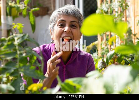 Eine Frau genießt ihre hausgewachsenen Tomaten Stockfoto