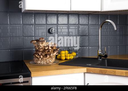 Shiitake Pilze, Lentinula edodes Anbaukit in der Wohnküche Zähler durch Waschbecken, Fungikultur. Spaß Hobby Anbau von Lebensmitteln in zu Hause. Stockfoto