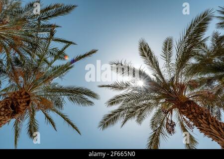 Palmen im Sonnenlicht gegen den blauen Himmel an einem tropischen Strand. Stockfoto