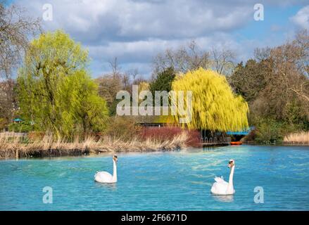 Wunderschöne Natur mit einem blauen Teich und weißen Schwanen Regents Park in London an einem sonnigen Tag in England Stockfoto
