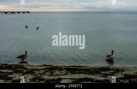 Graugänse (Anser anser) im Meer bei Ribersborgsstranden, Malmö, Schweden. Stockfoto
