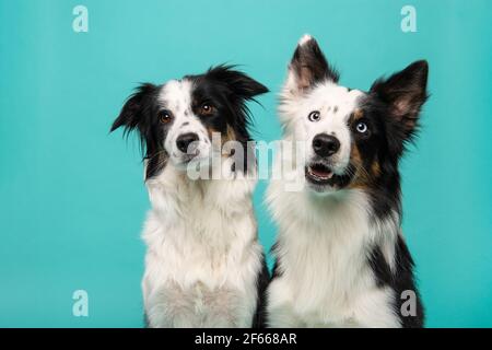 Porträt von zwei Border Collie Hunde auf einem türkisblauen Hintergrund Stockfoto