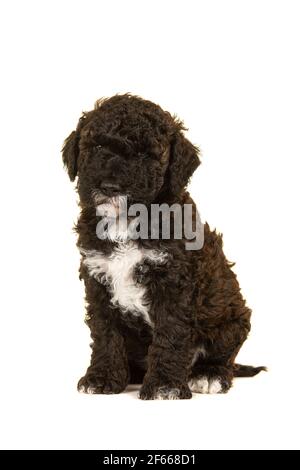 Niedliche braune Labradoodle Welpen sitzen isoliert auf einem weißen Hintergrund Blick auf die Kamera Stockfoto