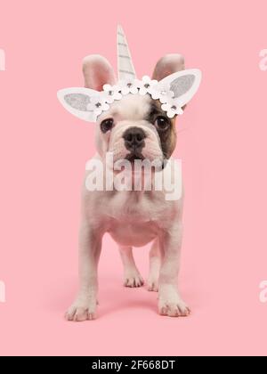 Cute stehend französisch Bulldogge Welpen trägt ein Einhorn Diadem gesehen Von vorne zur Kamera auf einem rosa Hintergrund Stockfoto