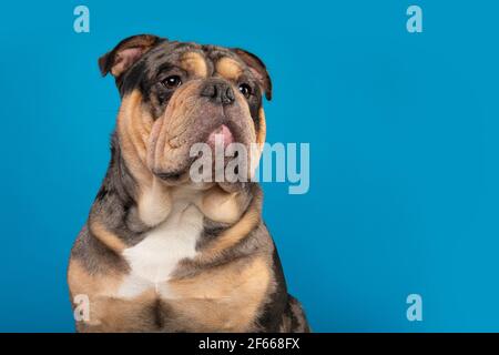 Portrait eines alten englischen Bulldoggen, der wegschaut Ein blauer Hintergrund mit Platz zum Kopieren Stockfoto