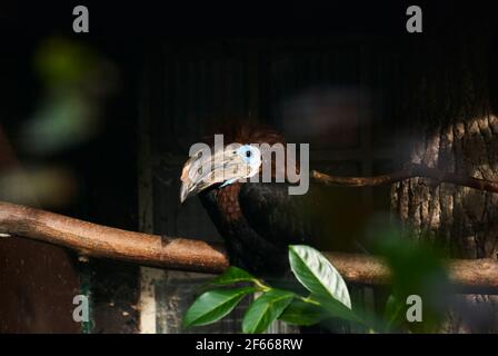 Der schwarze Hornvogel, Ceratogymna atrata, auch der schwarze Hornvogel, ist eine Art von Hornvogel in der Familie Bucerotidae und kann Fou sein Stockfoto