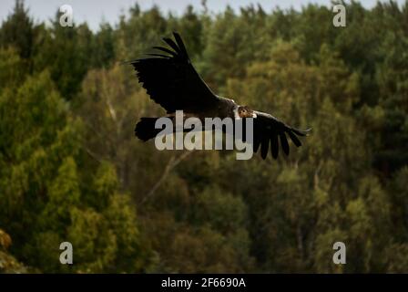 Andenkondor, Vultur gryphus, der über einem Wald schwungt. Der Andenkondor ist der größte fliegende Vogel der Welt, kombiniert mit der Messung von Gewicht und Flügeln Stockfoto
