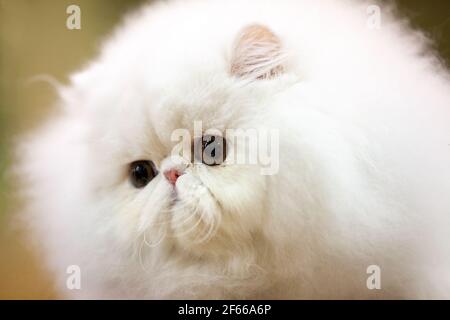 Flach gesichtige brachyzephale Katze auf einer Katzenschau Stockfoto