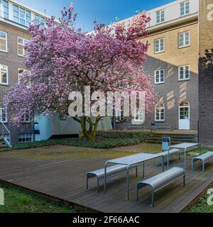 Ein wunderschöner blühender Magnolienbaum in der Nähe eines Universitätsgebäudes in Maastricht. Der Baum ist ein echter Hingucker für alle Menschen im Frühjahr Stockfoto