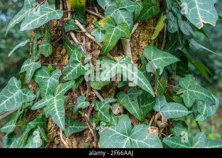 Nahaufnahme von Hedera Helix oder gewöhnlicher Efeu, der einen Baumstamm aufwächst, eine immergrüne, grassierende Rebe. Stockfoto