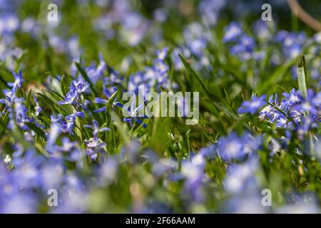 Scilla-Sektion Chionodoxa, bekannt als Glory-of-the-Snow, ist eine kleine Gruppe von bauchigen, mehrjährigen Blütenpflanzen und -Blüten, die normalerweise im März und AP blühen Stockfoto