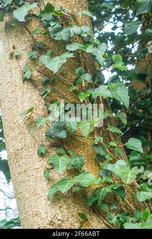 Nahaufnahme von Hedera Helix oder gewöhnlicher Efeu, der einen Baumstamm aufwächst, eine immergrüne, grassierende Rebe. Stockfoto