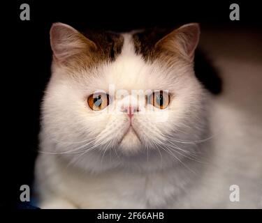 Brachyzephale exotische Kurzhaarkatze bei einer Katzenausstellung Stockfoto