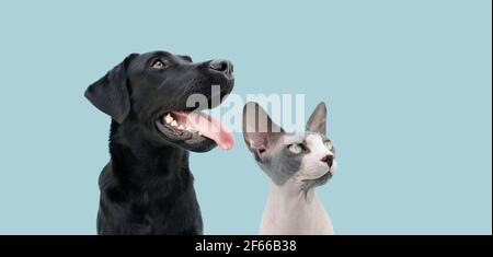 Portrait Hund und Katze suchen Seite. Isoliert auf blauem pastellfarbenem Hintergrund Stockfoto