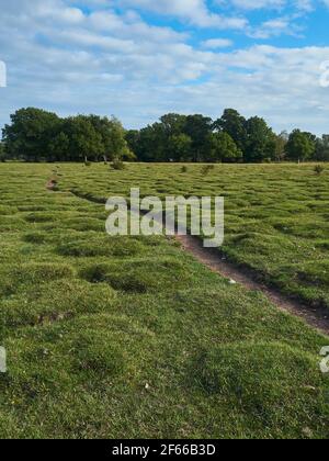 Ein getucktes Feld mit Tussocken und einem Ständer aus reifen, gut etablierten Bäumen, die am Horizont unter einem strahlend blauen, schlauen Blau mit flauschigen weißen Wolken stehen. Stockfoto