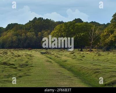 Eine Weite von Moorland mit einem Baum in der Mitte des Bodens, von der Seite durch starkes, schräges Sonnenlicht beleuchtet, das ein Paar der berühmten New Forest Ponys schützt Stockfoto